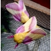 Rosy Maple Silkmoth (Sycamore Silkmoth) Dryocampa rubicunda 15 eggs
